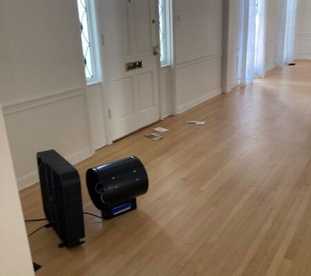 Skunk smell removal in Hollywood Hills, California - Odor Removal Experts of L.A. and O.C.