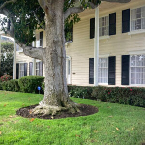 Skunk smell removal in Hollywood Hills, California - Odor Removal Experts of L.A. and O.C.