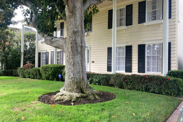 Skunk smell removal in Hollywood Hills, California - Odor Removal Experts of L.A. and O.C.